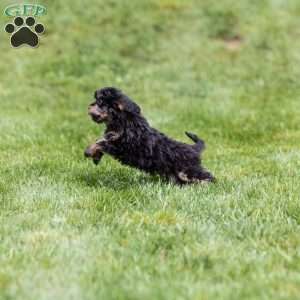 Barry, Bernedoodle-Munchkin Puppy
